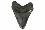 Fossil Megalodon Tooth - South Carolina #172239-1